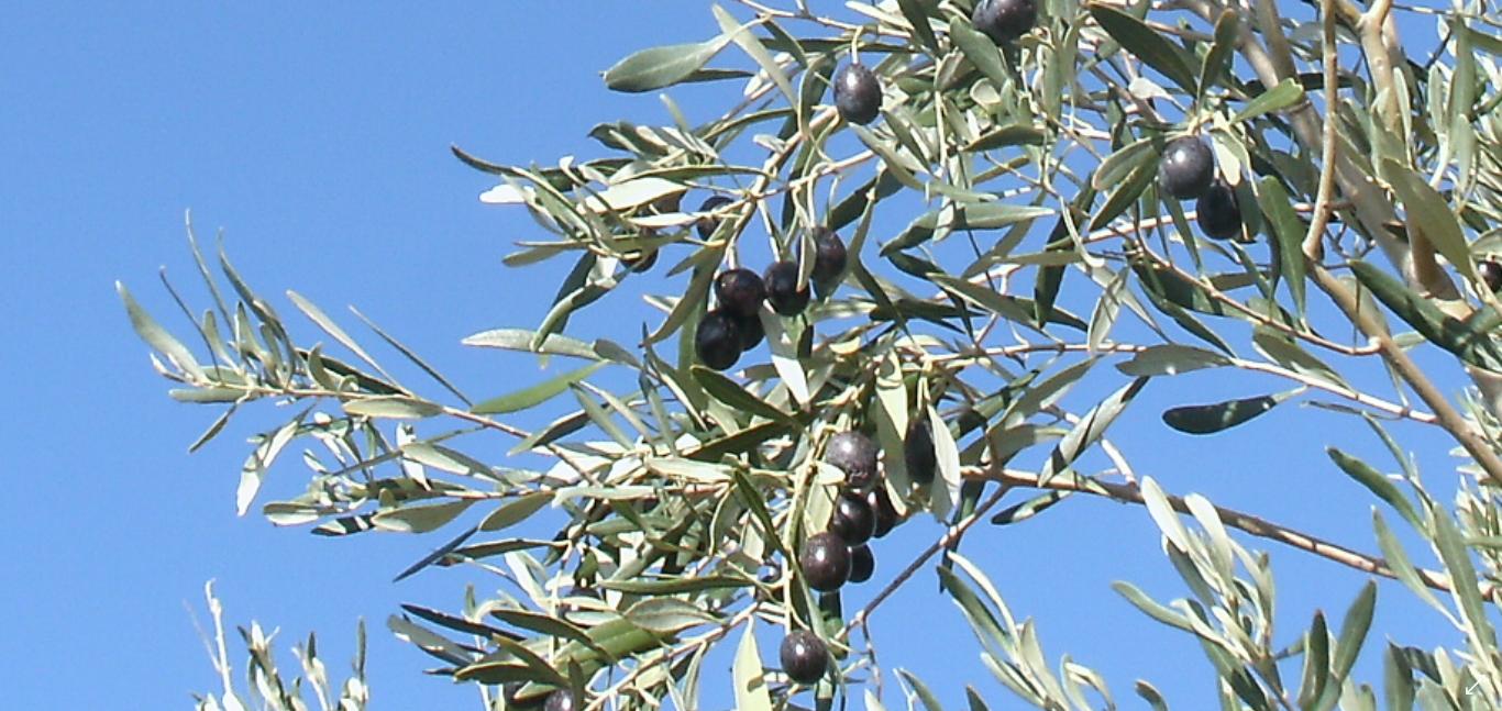 oliven.jpg