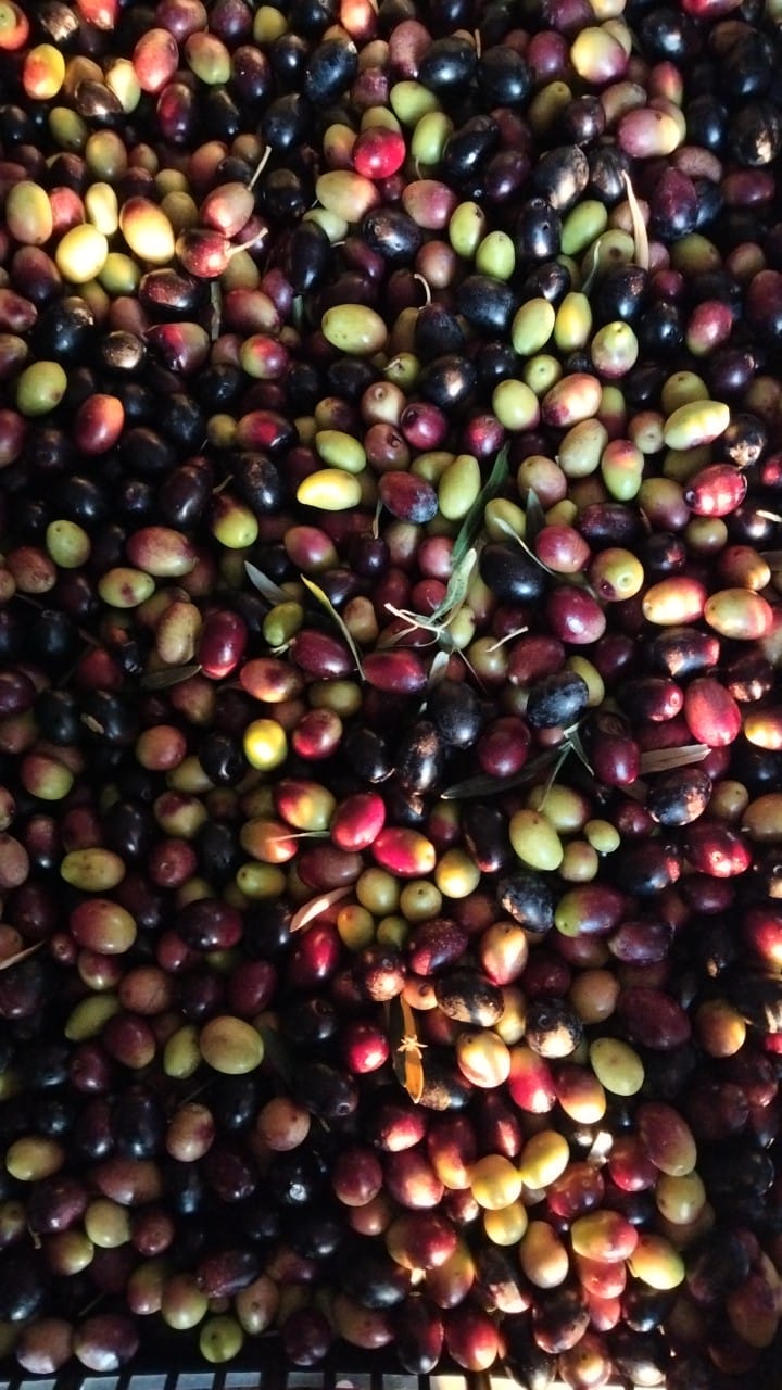 Loutraki Ernte 2025 Oliven geerntet und von Blättern befreit