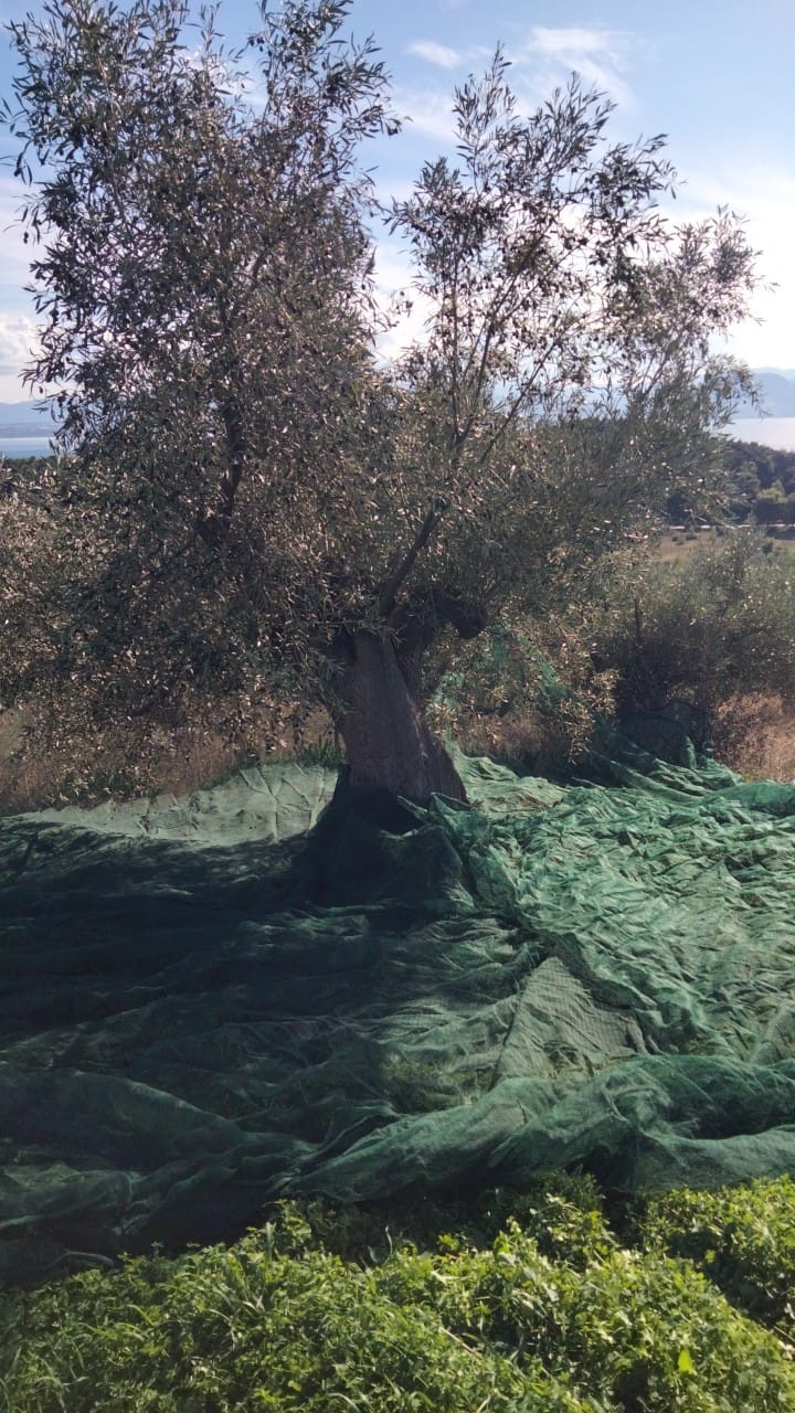 Olivenbaum rundum versehen mit grünen Olivennetze